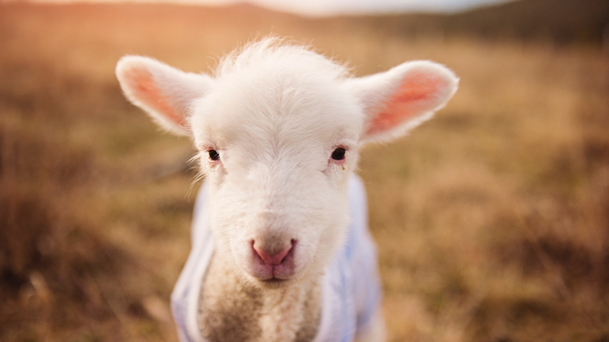 哈登准三双篮网再夺一胜,哈登砍40分三双 篮网擒步行者