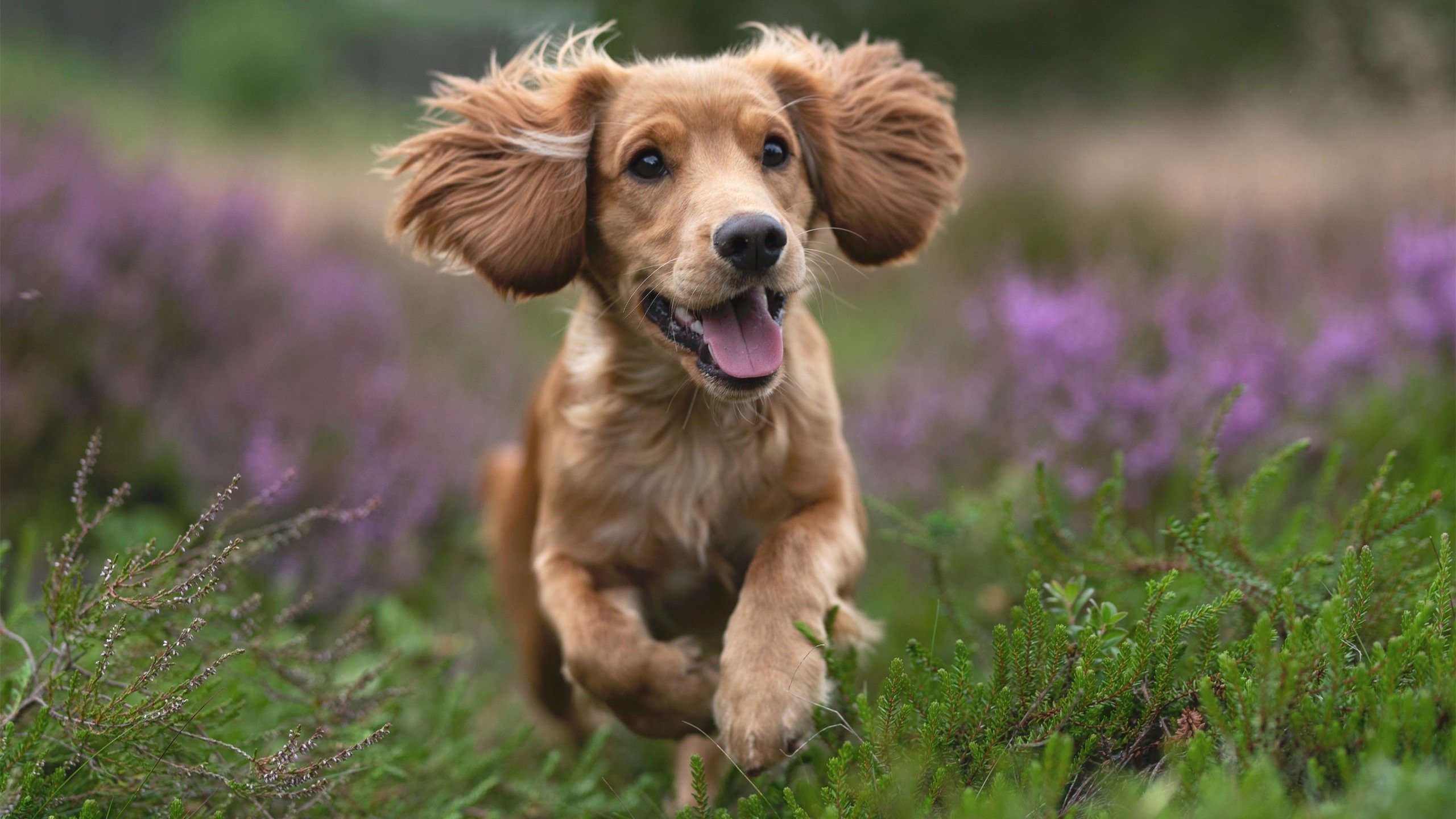 尤文图斯前锋连续两场破门,助球队保持连胜,尤文图斯前锋是谁