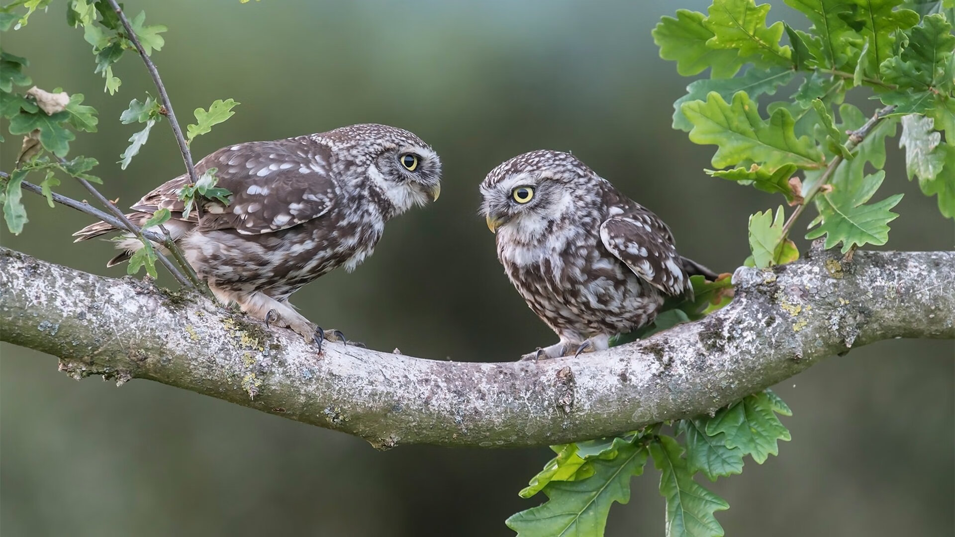 突发篮球训练馆起火赛事延期,篮球训练学校官网