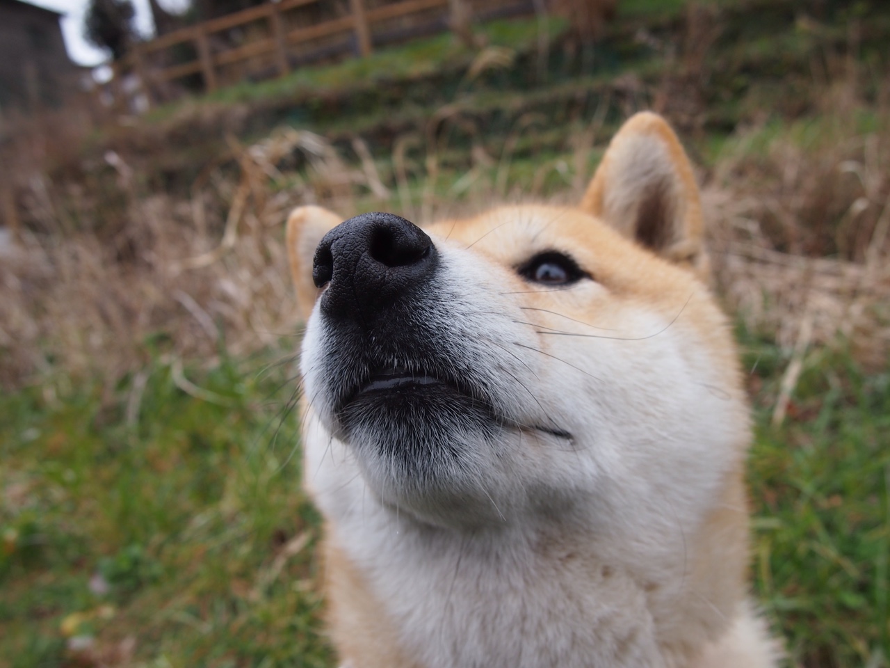 葡萄牙连续保持不败:波黑无法抵挡攻击力,欧洲杯葡萄牙波胆