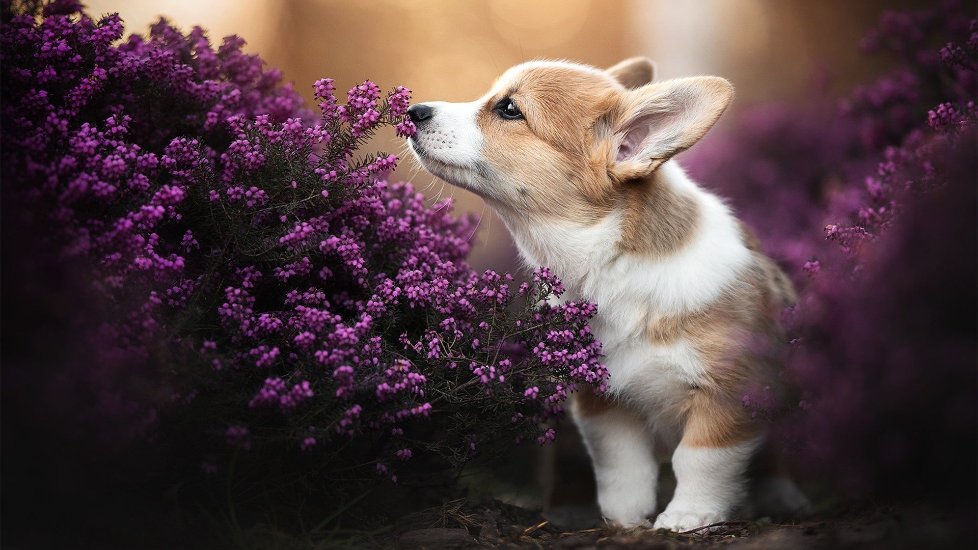法甲球员比赛压力下技术动作选择的应激反应研究,法甲青训