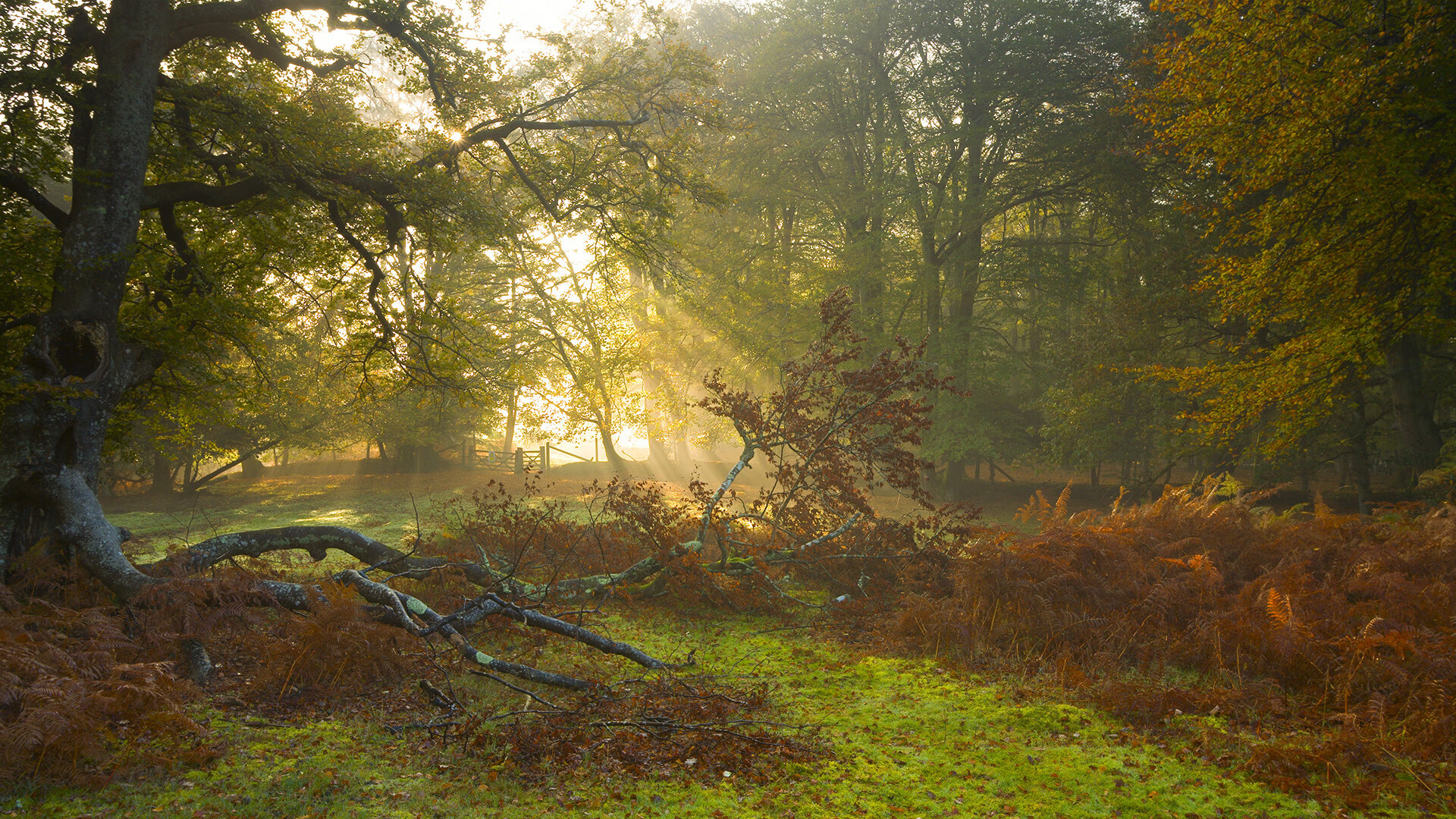 职业球员伤病预防体系待完善,球队伤病情况