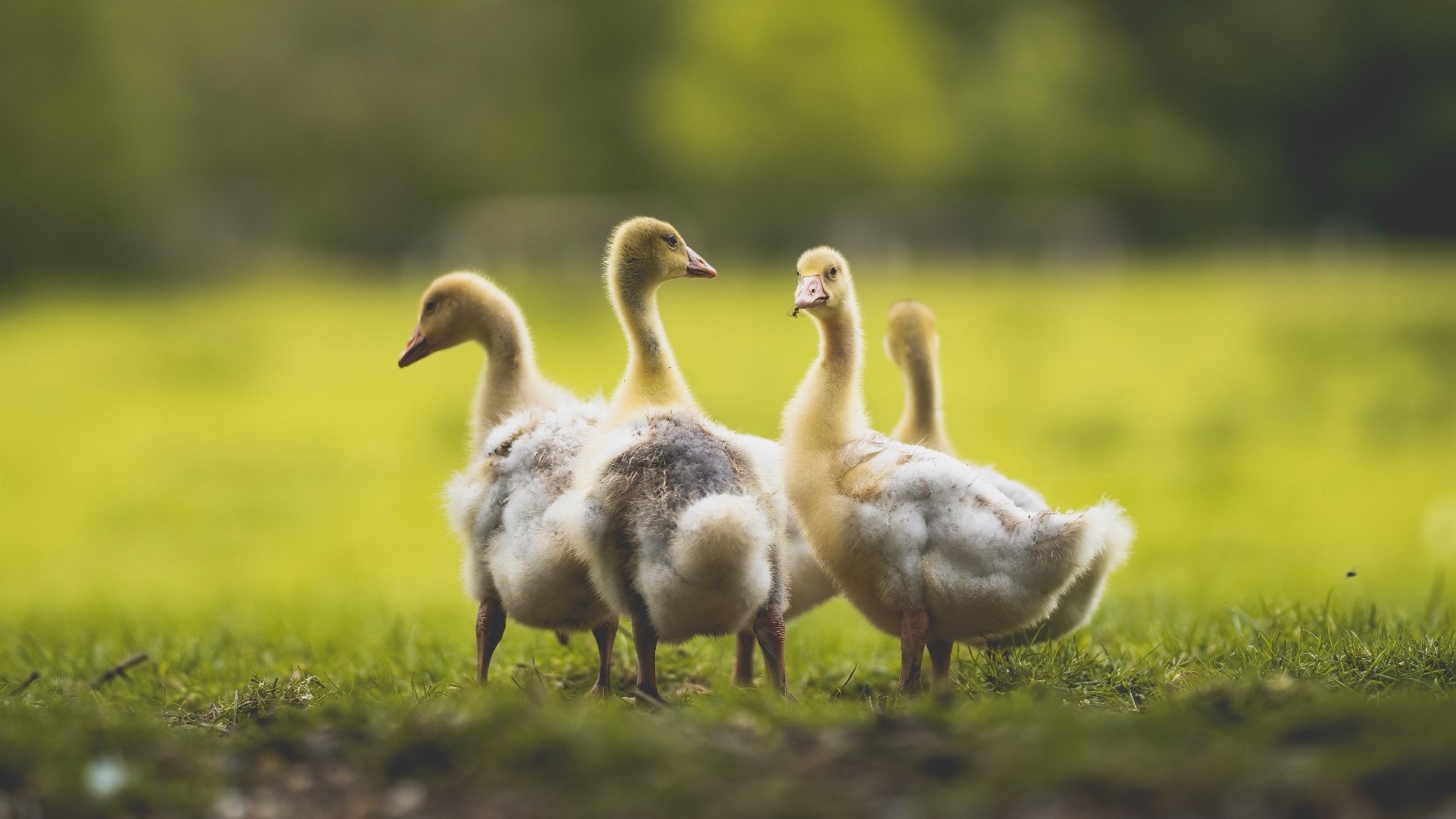 长距离体能分配科学合理，长距离运动最重要补充什么