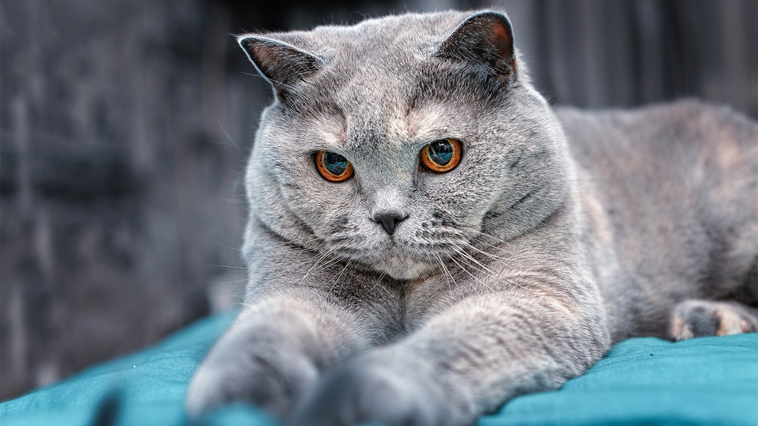 利物浦在欧冠赛场奋勇争先，目标再登顶