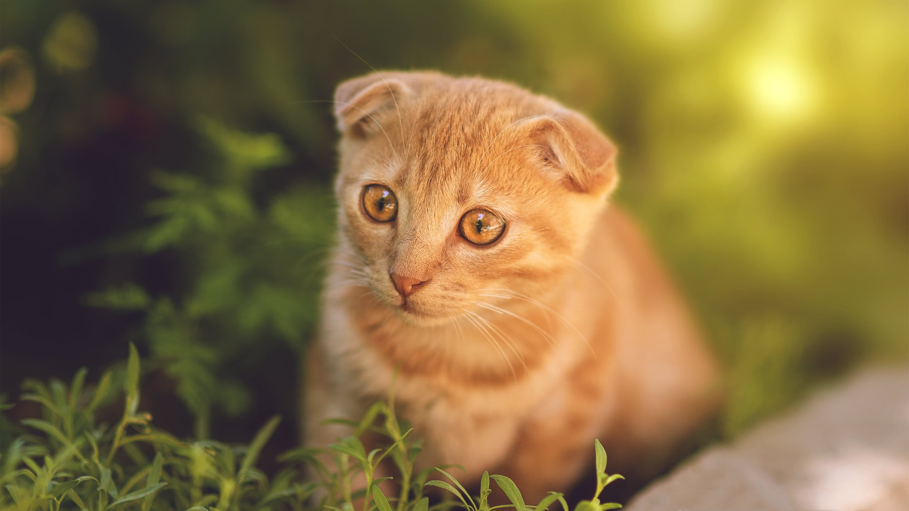 凯蒂·莱德基耐力训练成果显著,莱德基多强